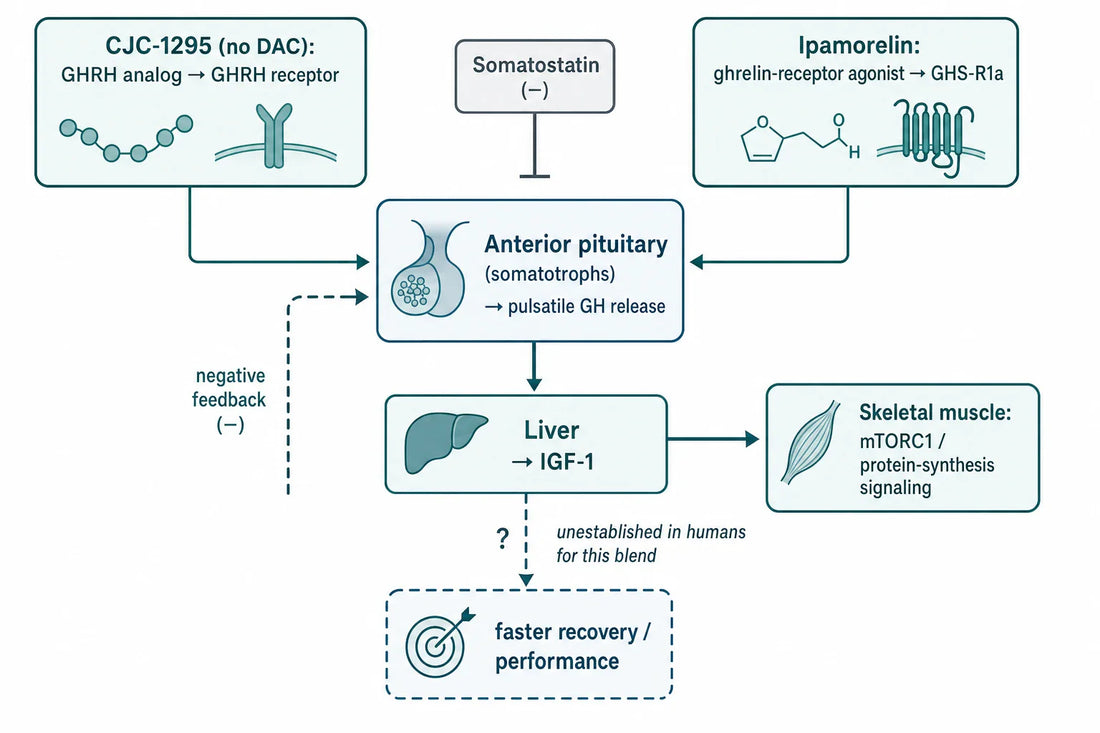 Mechanistic model of the Grow-H components: CJC-1295 (GHRH pathway) and ipamorelin (ghrelin/GHS-R1a pathway) converge on pituitary GH release and downstream IGF-1, with the step to recovery or performance shown as unestablished in humans for this blend.