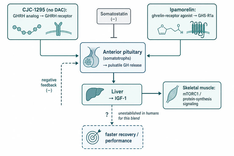 Are Clinical Trials Showing Grow-H Boosts Muscle Recovery And Performance?