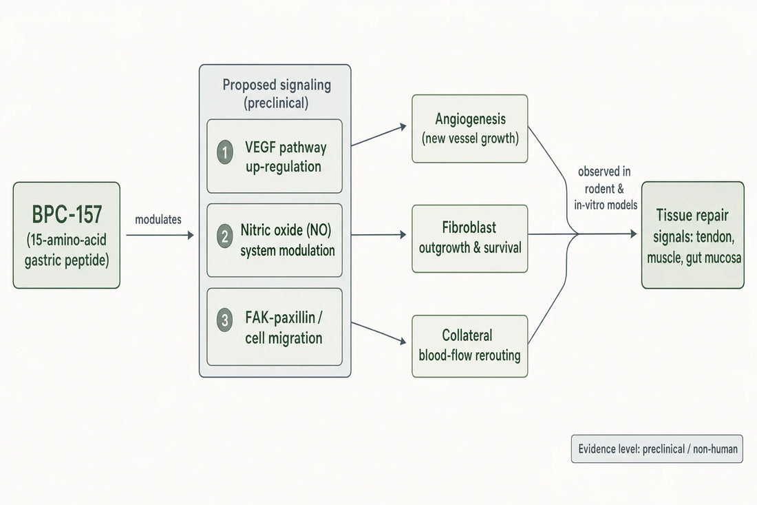Proposed, preclinical-only signaling attributed to BPC-157 in animal and in-vitro models, converging on tissue-repair readouts.