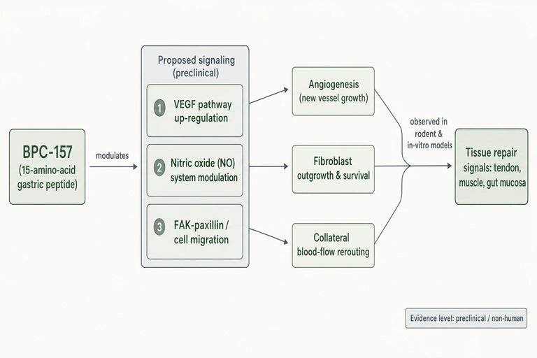 BPC-157 Uses, Effects, and Safety: A Complete Guid