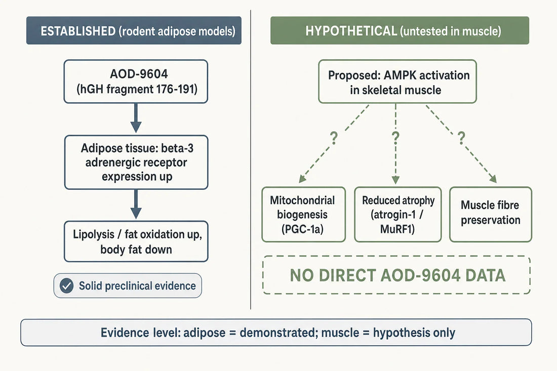 AOD-9604's demonstrated action is lipolytic in adipose tissue; the proposed AMPK-mediated muscle-preservation pathway is hypothetical and untested.