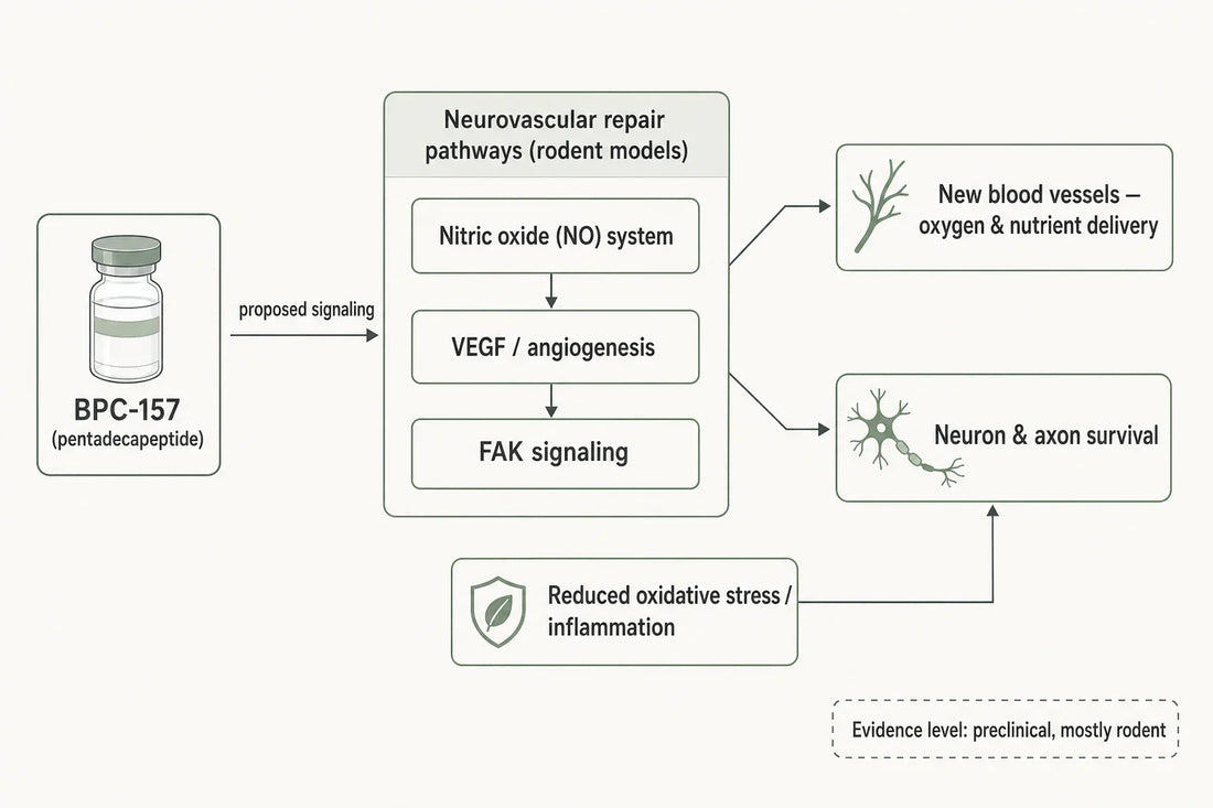 Proposed neurovascular pathways attributed to BPC-157 in rodent studies — angiogenic (NO/VEGF/FAK) and neuroprotective signaling. Preclinical evidence only.