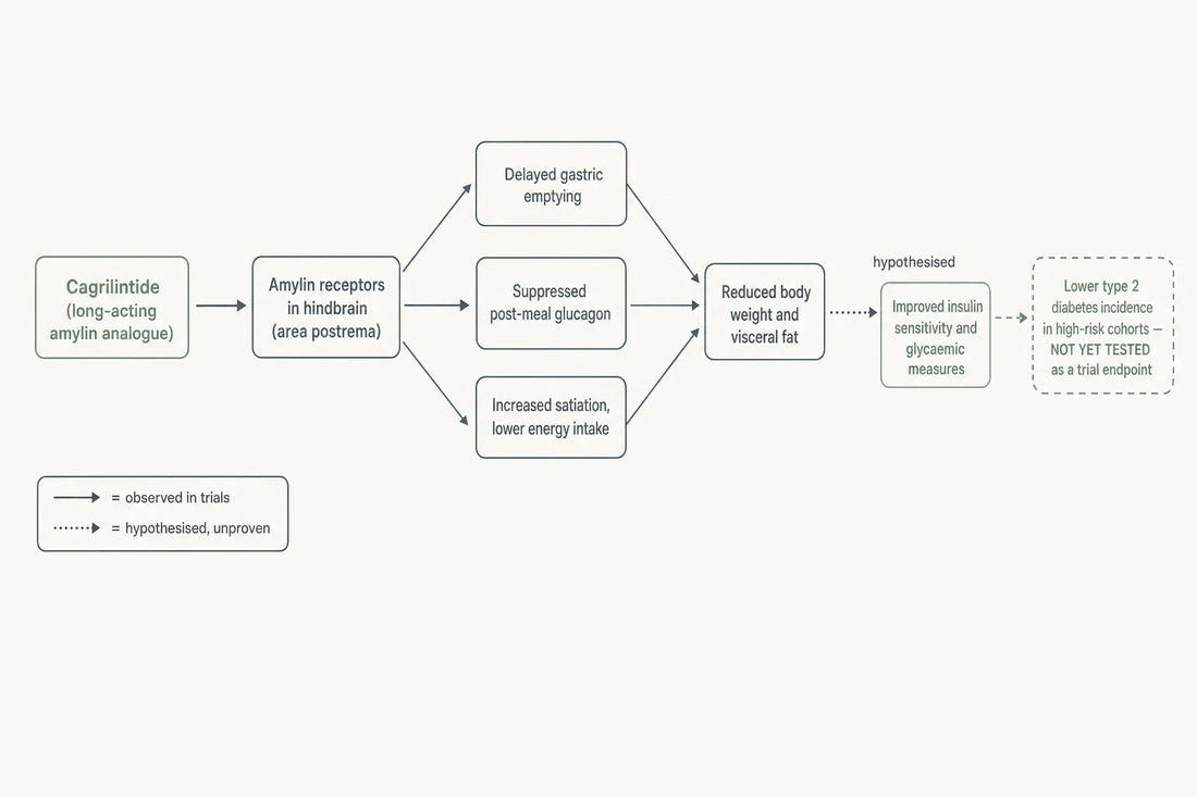 How cagrilintide's amylin-receptor actions link to weight loss and glycaemic measures, with the diabetes-prevention step shown as an untested hypothesis.