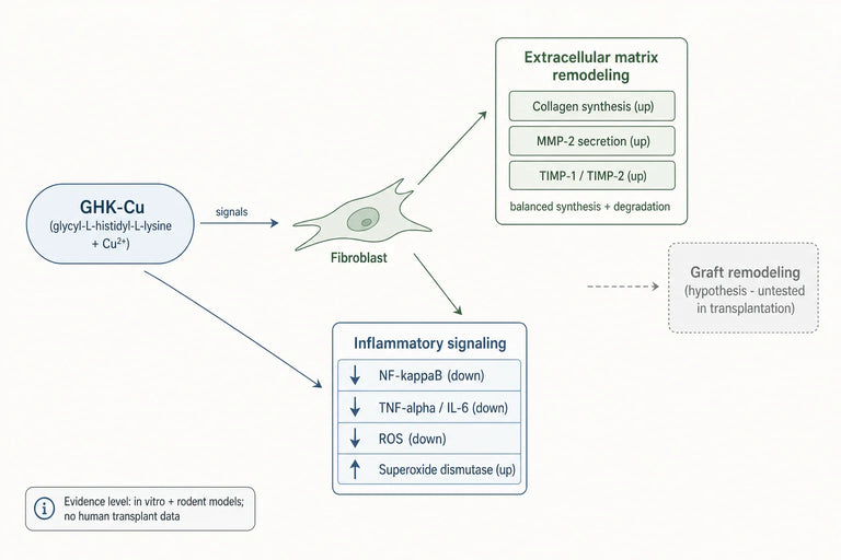 Can GHK-Cu Reduce Complications in Post-Transplant Recovery?