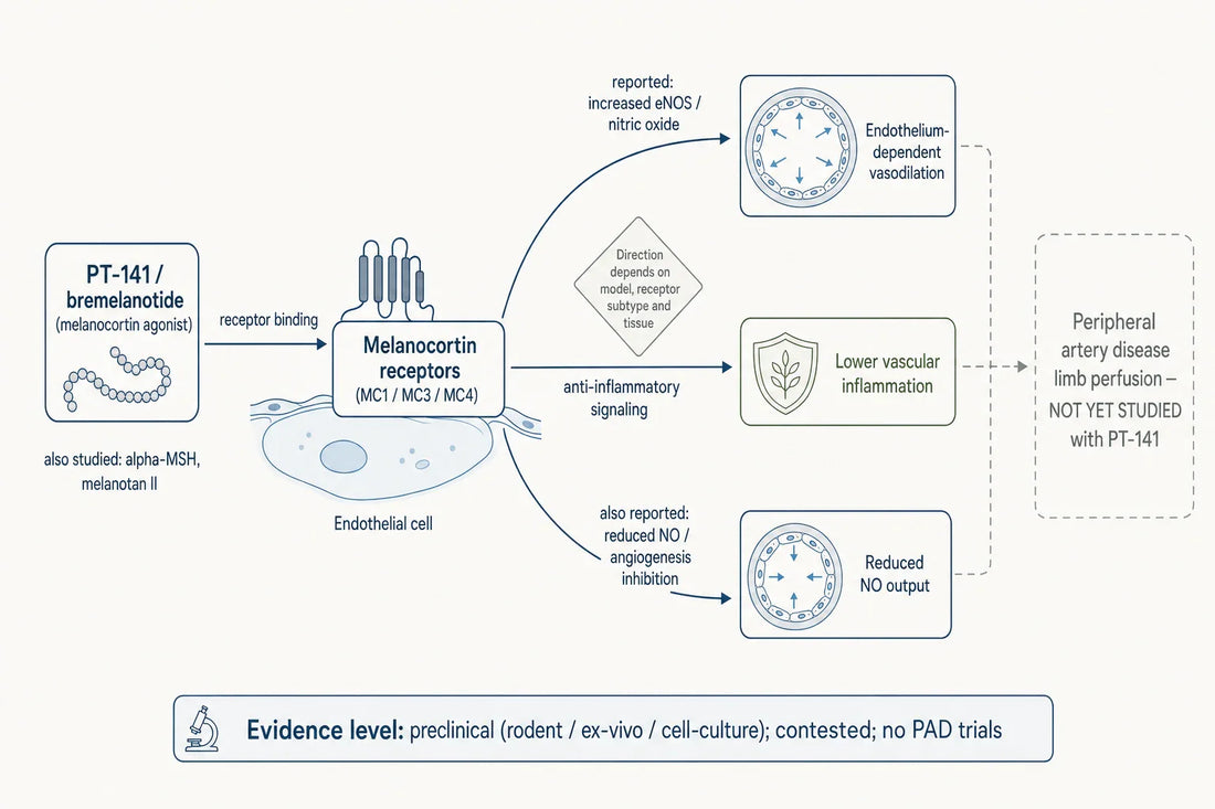 Hypothesized melanocortin-receptor signaling toward vascular tone — with the honest caveat that the direction of the nitric-oxide effect is model-dependent and PT-141 has not been tested in peripheral artery disease.