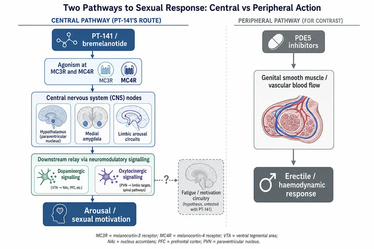 Can PT-141 Scientifically Improve Fatigue and Libido Dysregulation in Chronic Illnesses?