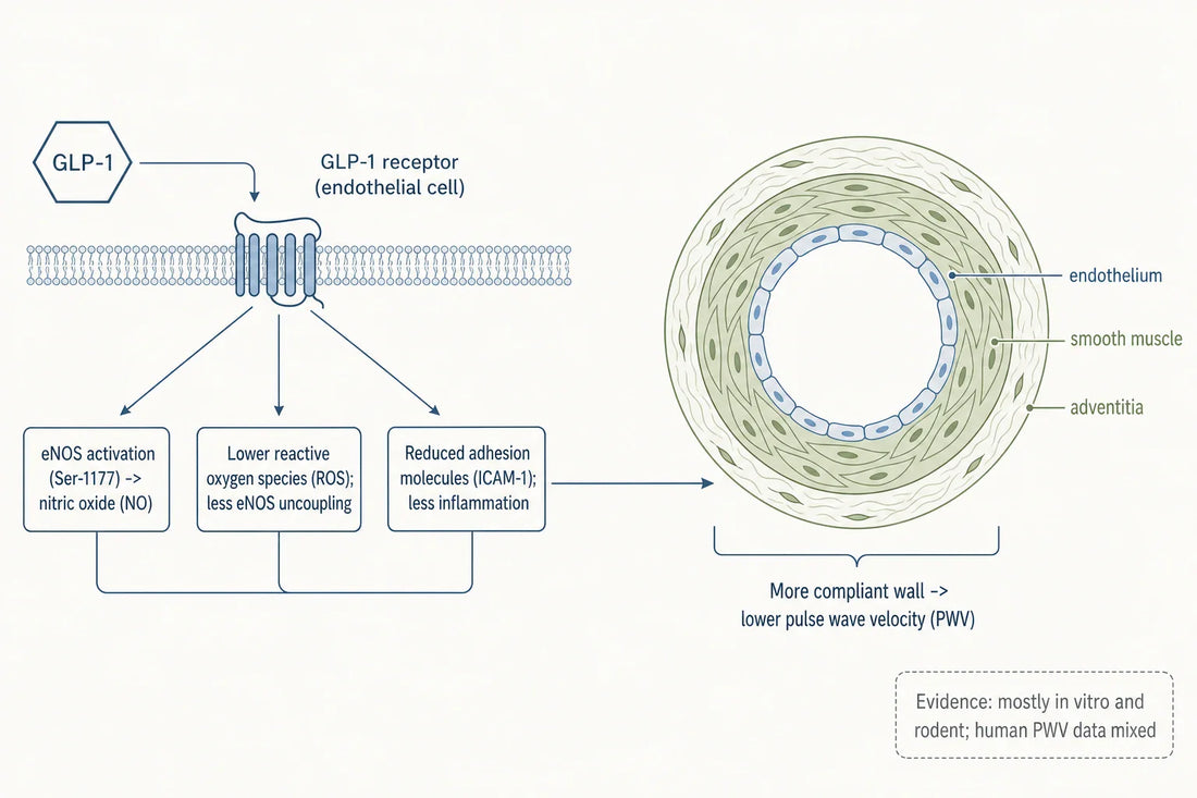 Proposed route from GLP-1 receptor activation on the endothelium to reduced arterial wall stiffness, with the evidence level noted honestly.