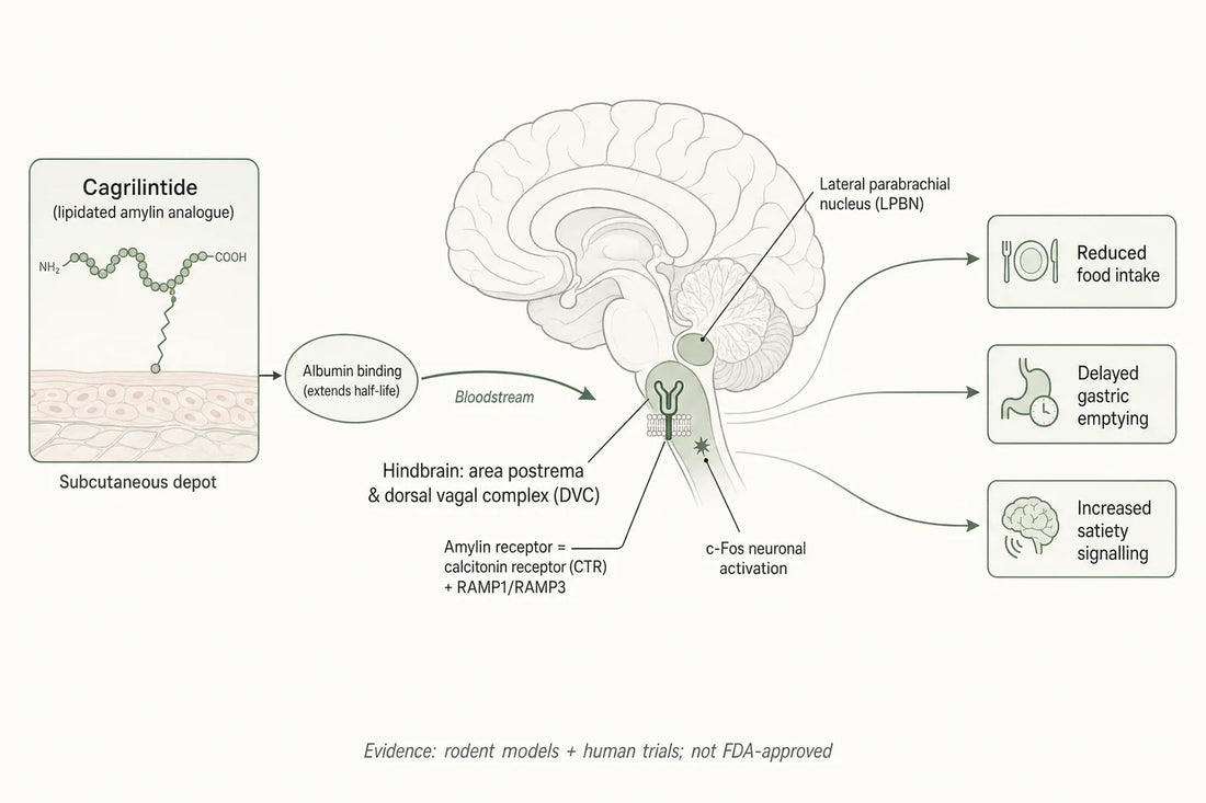 Schematic of how cagrilintide is proposed to engage hindbrain amylin receptors to modulate satiety and food intake in experimental models.