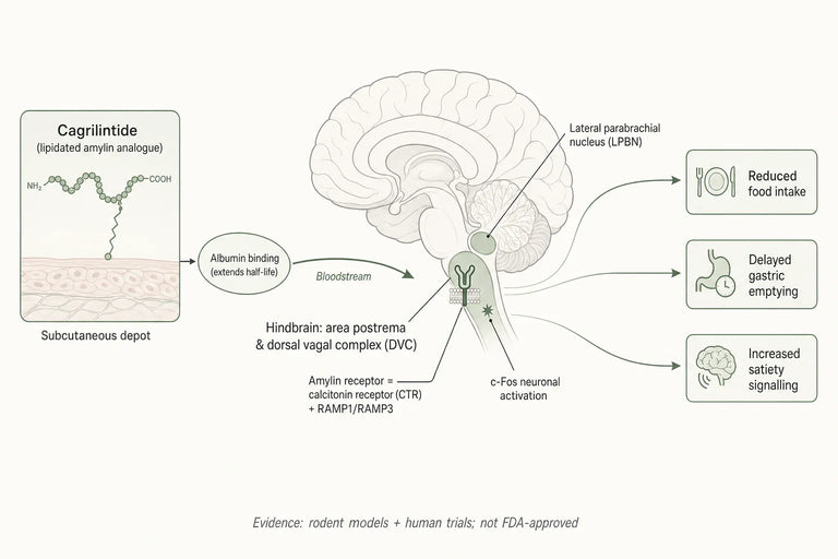 Can Scientific Research Validate Cagrilintide’s Role in Appetite Regulation?