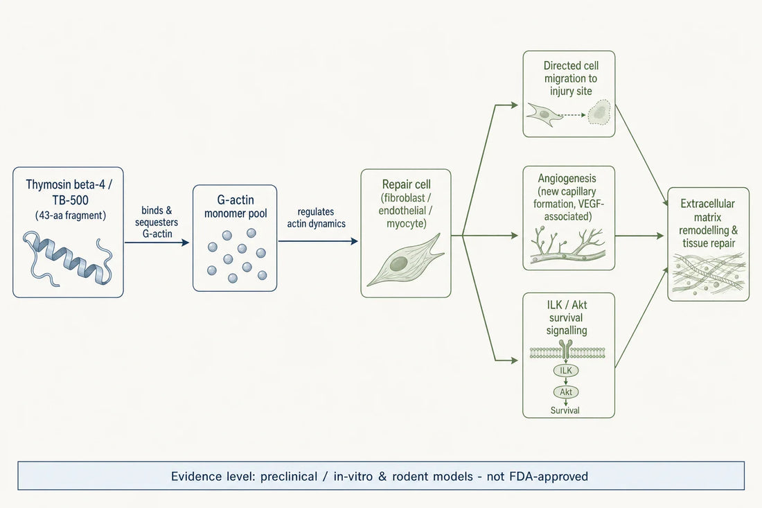 Proposed preclinical mechanism: thymosin beta-4 / TB-500 sequesters G-actin and is associated with cell migration, angiogenesis and survival signalling during tissue repair in animal and in-vitro models.