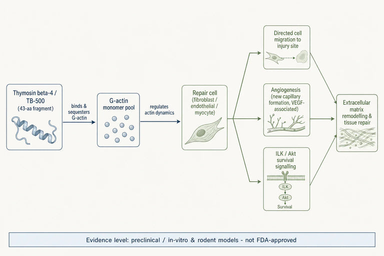 Can TB-500 Peptide Accelerate Healing in Musculoskeletal Injuries?