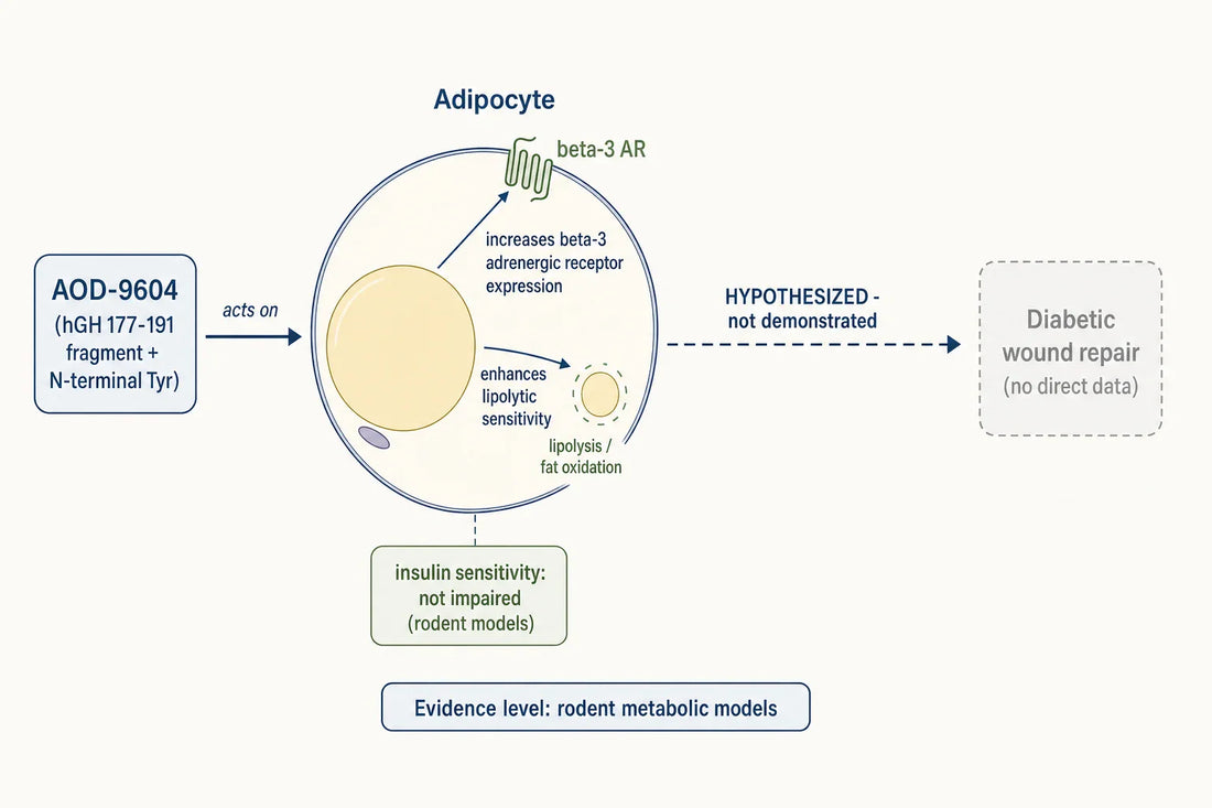 AOD-9604's documented action is adipocyte lipolysis in rodent models; any link to diabetic wound repair remains hypothesized, with no direct data.