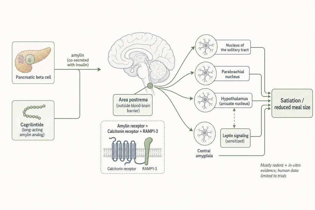How amylin and its analog cagrilintide are understood to engage hindbrain and hypothalamic satiation circuits; evidence is largely preclinical.