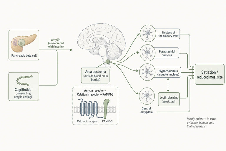Could Cagrilintide Reset the Brain’s “Hunger Switch” for Lasting Results?