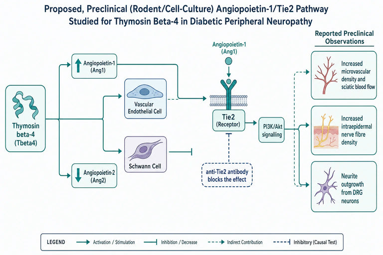 Could TB-500 Help Patients with Peripheral Neuropathy?