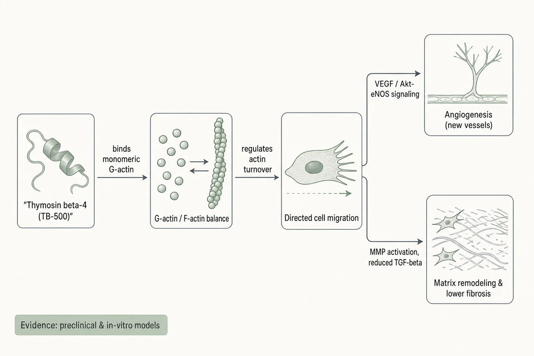 How thymosin &beta;4 (TB-500) is proposed to act in tissue-repair research: actin sequestration drives cell migration, with downstream angiogenesis and matrix-remodeling branches (preclinical and in-vitro evidence).