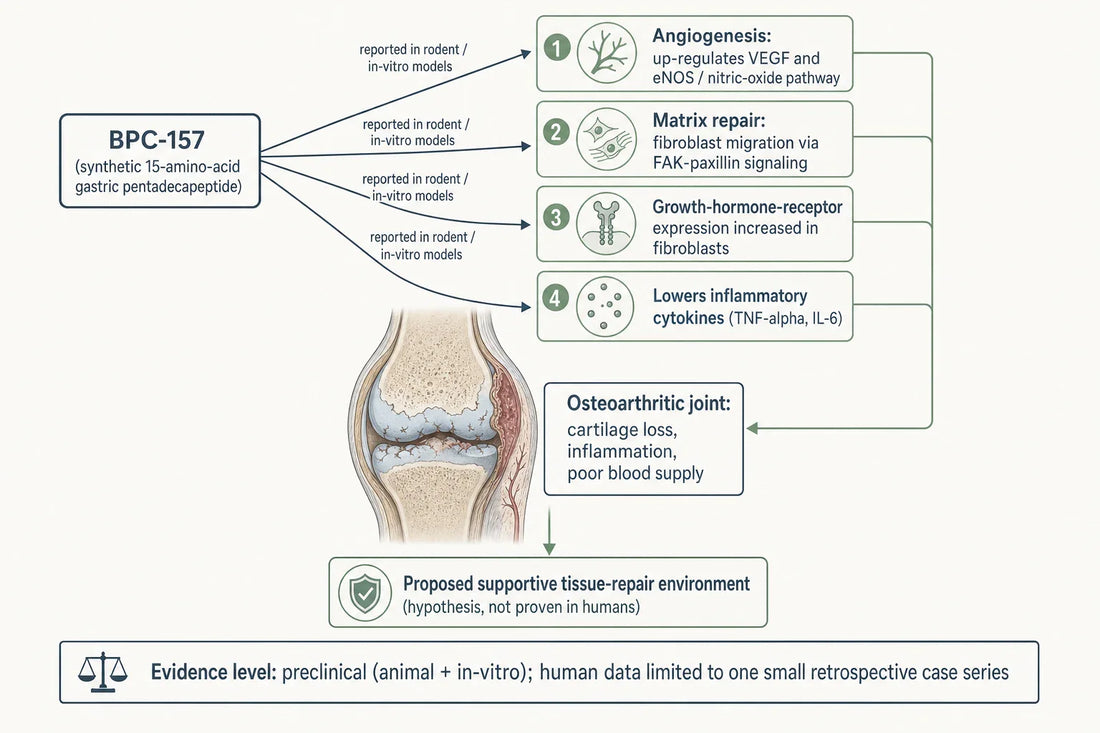 Mechanisms attributed to BPC-157 in preclinical joint-repair models, with the honest evidence caveat that none are confirmed in controlled human trials.