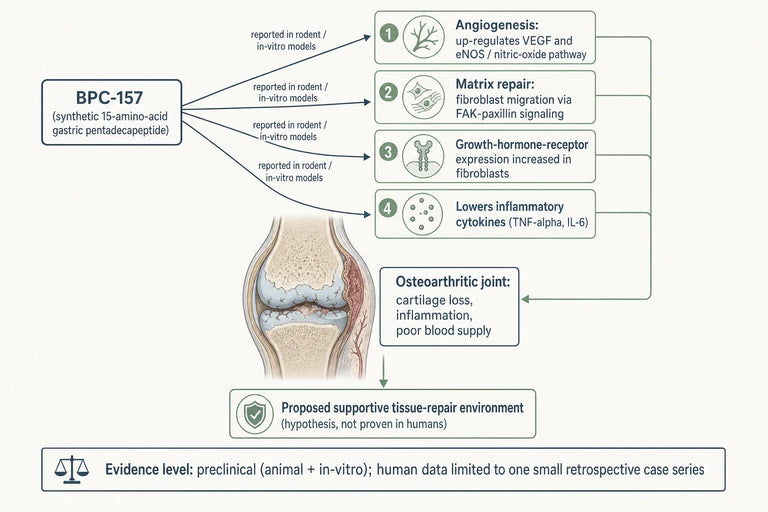 Does BPC-157 show therapeutic potential for osteoarthritis and joint degeneration