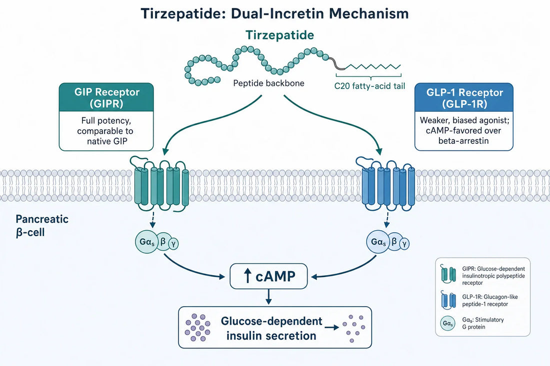 Tirzepatide engages the GIP and GLP-1 receptors from one peptide sequence &mdash; asymmetrically &mdash; with both pathways converging on cAMP to potentiate glucose-dependent insulin secretion.