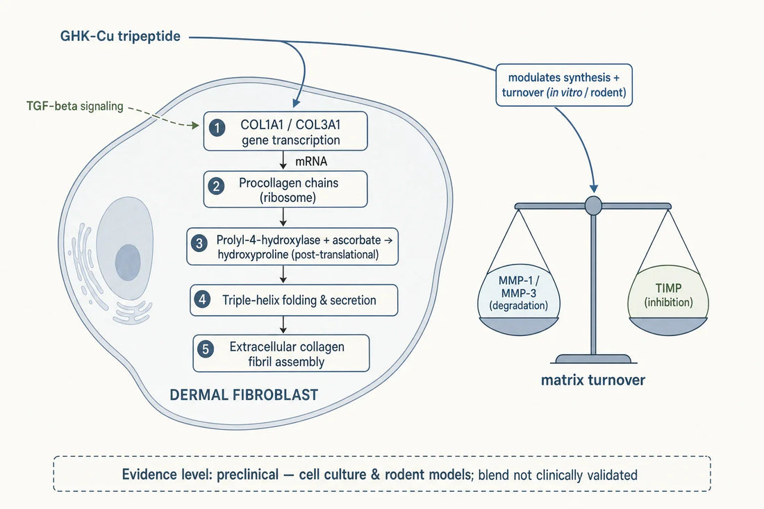 Where GHK-Cu is reported to intersect the fibroblast collagen synthesis and turnover pathway — evidence is preclinical, and the GLOW blend itself is not clinically validated.
