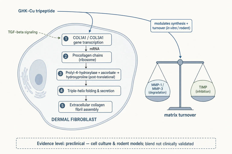 Does Current Research Support Peptide Glow in Enhancing Collagen Synthesis Pathways?