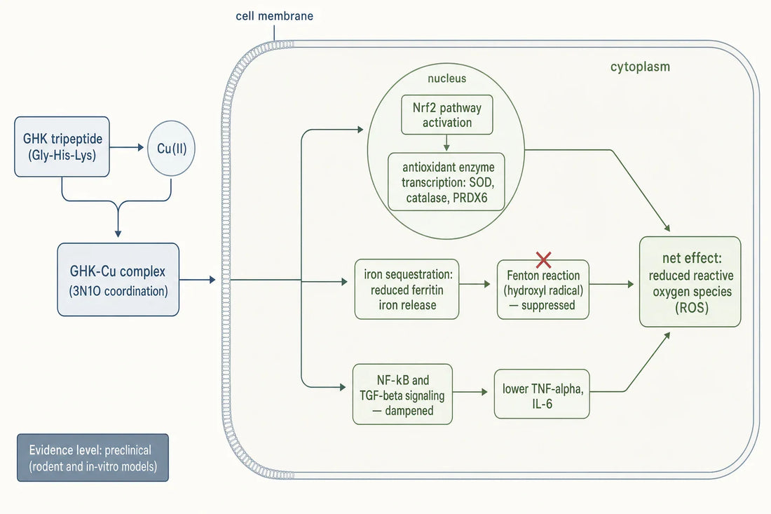 Reported mechanism: copper-bound GHK is studied as an upstream input to Nrf2-linked antioxidant enzyme expression and redox-active metal handling — evidence is preclinical.