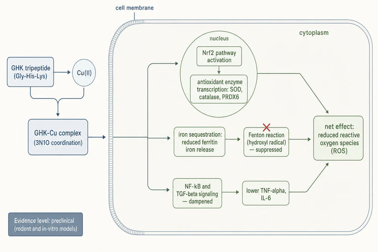Does GHK-Cu Regulate Antioxidant Defense Systems at the Molecular Level?