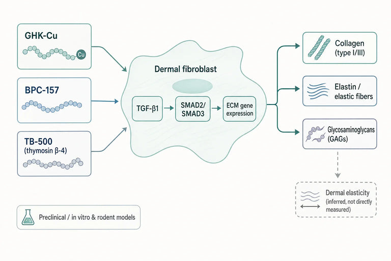 Does Glow Peptide Stimulate Fibroblast Activity to Enhance Dermal Elasticity?