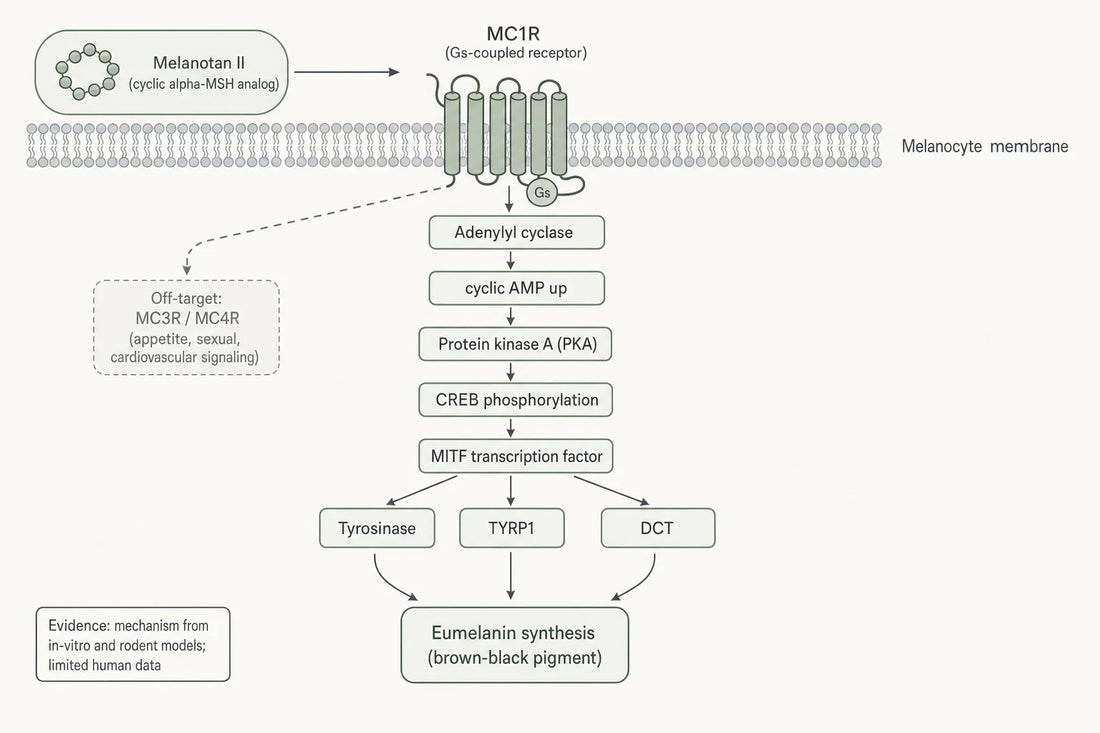 Simplified MC1R signaling cascade by which Melanotan II is reported to bias melanocytes toward eumelanin synthesis in experimental models.