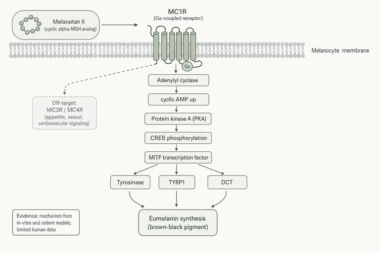 Does Melanotan II Perform in Sunless Tanning Research and What Are the Associated Risks?