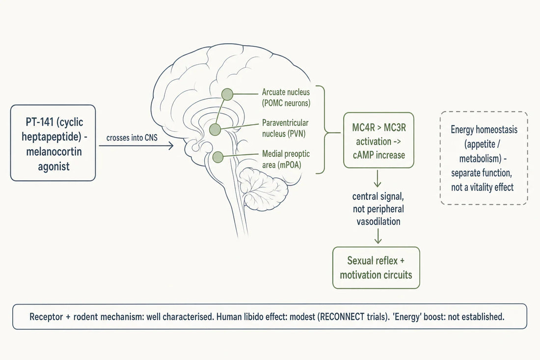 PT-141 acts on central melanocortin receptors (chiefly MC4R) in hypothalamic nodes that coordinate sexual reflex and motivation; its role in energy homeostasis is a separate metabolic function, not a demonstrated vitality effect.
