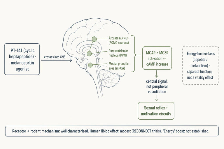 Does PT-141 Influence Neuroendocrine Pathways to Enhance Libido and Energy?