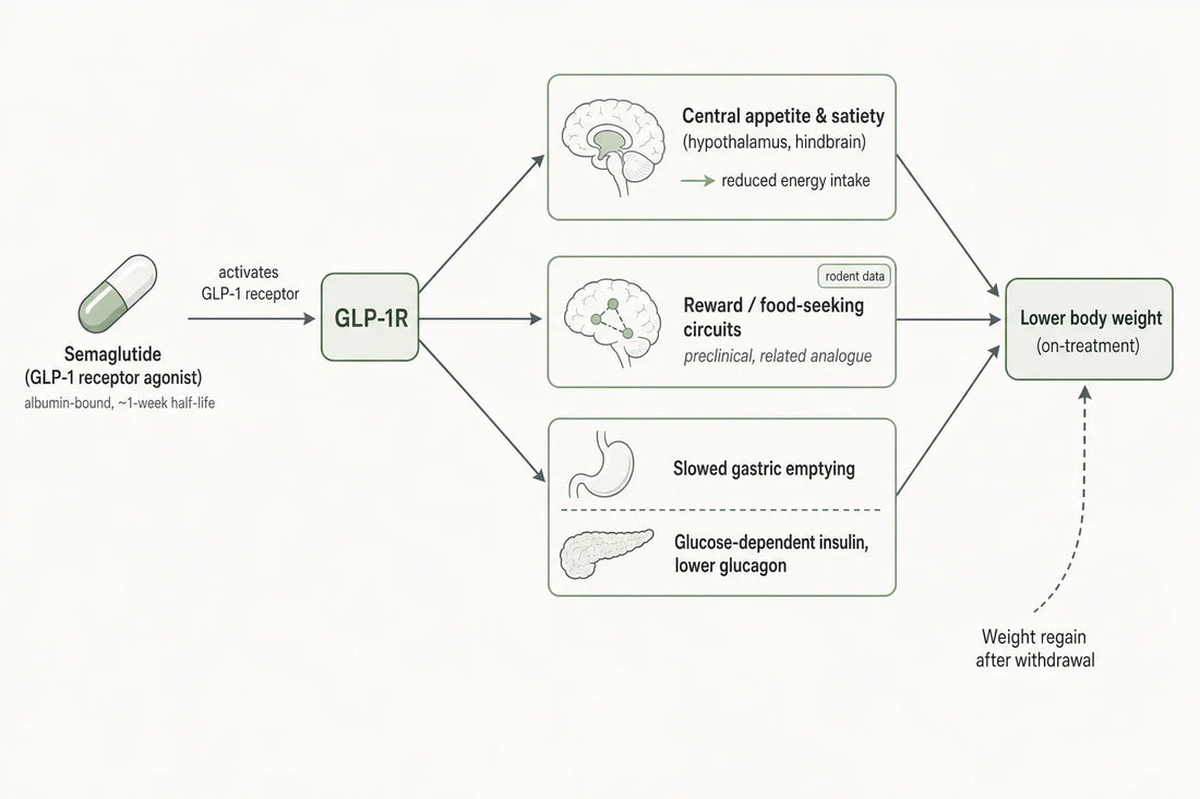 Semaglutide engages the GLP-1 receptor across central appetite, reward and peripheral pathways to lower energy intake; controlled trials show the effect reverses after withdrawal.