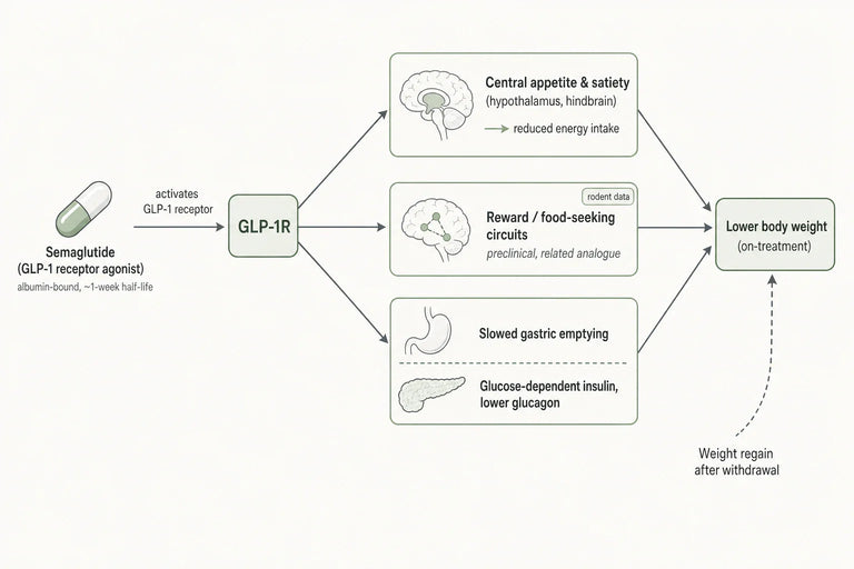 Does Semaglutide Provide a Sustainable Solution for Long-Term Weight Loss?