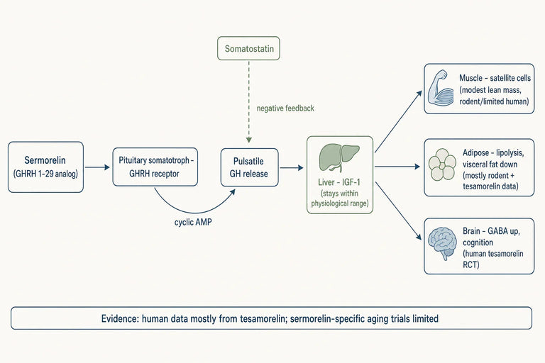 Does Sermorelin Effectively Support Growth Hormone and Regeneration in Aging Adults?