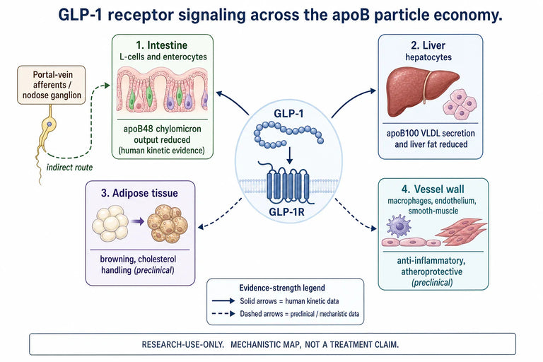 How Do GLP-1 Pathways Regulate Lipid Metabolism in Atherogenic Dyslipidemia?