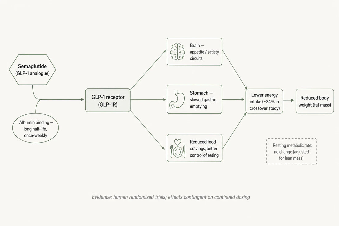 Proposed appetite-mediated mechanism: GLP-1 receptor agonism lowers energy intake, with weight change contingent on continued dosing.