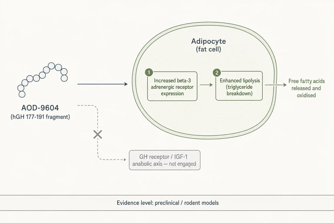 Reported preclinical mechanism: AOD-9604 promotes adipocyte lipolysis via beta-3 adrenergic receptor upregulation while leaving the GH-receptor/IGF-1 anabolic axis unengaged (rodent-model evidence).