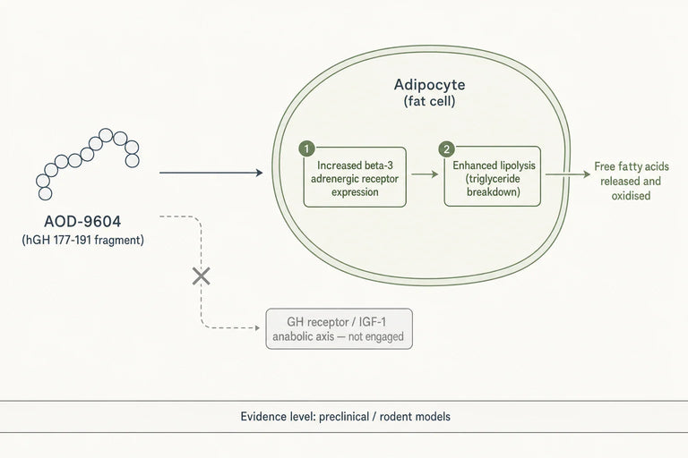 How Does AOD-9604 Deliver Clinically Backed Fat Loss Without Affecting Lean Muscle?