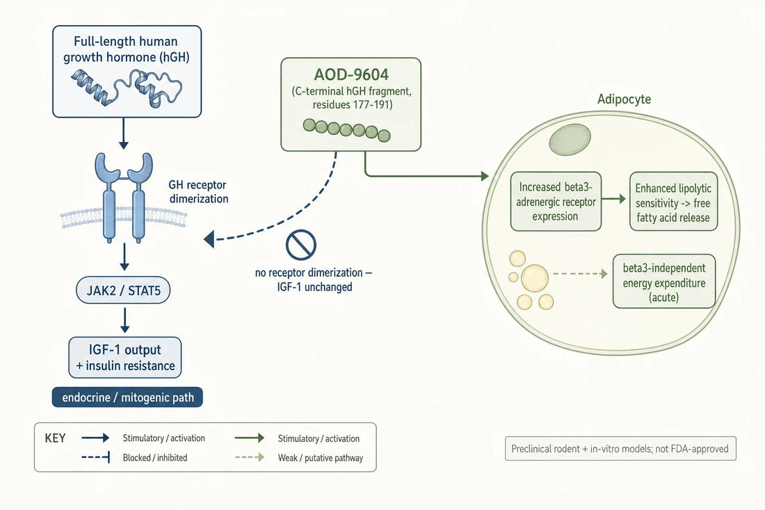 Schematic contrast: full-length GH drives GHR dimerization, JAK2/STAT5 and IGF-1 output, while the AOD-9604 fragment engages adipocyte β3-adrenergic expression and lipolysis without that receptor path — as described in rodent and in-vitro models.