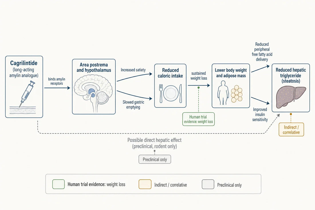 How amylin-receptor signaling by cagrilintide is hypothesized to reach the liver, mostly indirectly through weight loss, with the direct hepatic pathway resting on preclinical rodent data only.