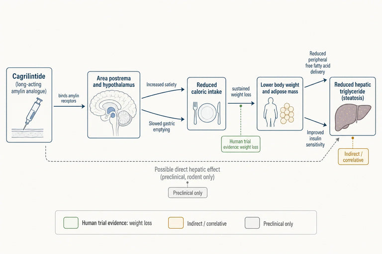 How Does Cagrilintide Affect Non-Alcoholic Fatty Liver Disease