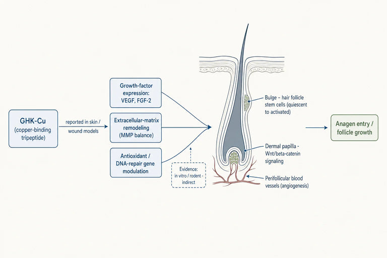 How Does GHK-Cu Affect Hair Follicle Stem Cells and Hair Growth?