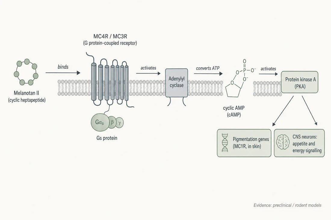 Schematic of the proposed Melanotan II signalling cascade: receptor binding couples to Gs, raising intracellular cAMP; downstream effects are characterised mainly in preclinical models.