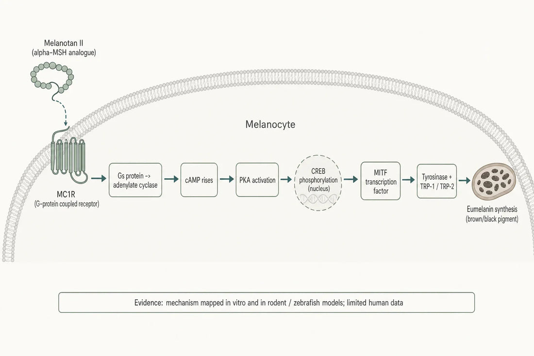 Qovigen research diagram