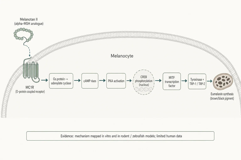 How Does Melanotan II Influence Erectile Performance Mechanistically?