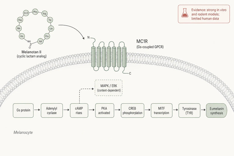 How does Melanotan II modulate MC1 signaling in pigmentation research?