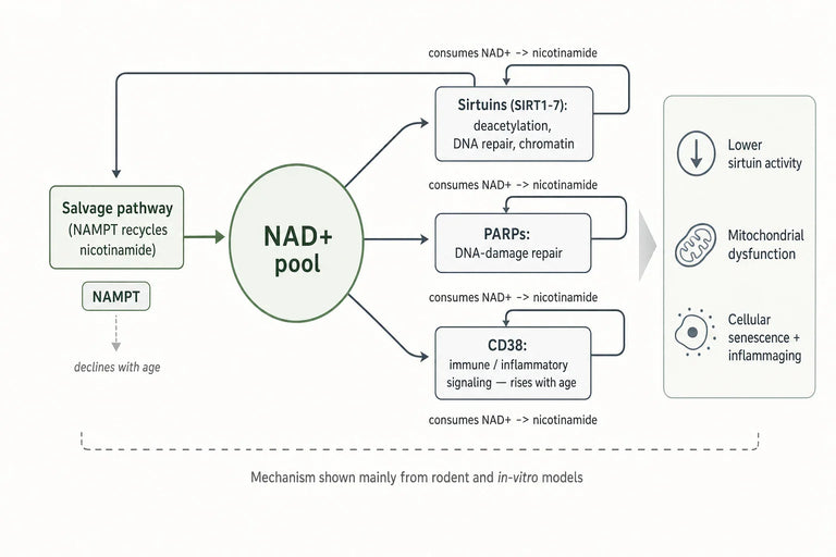 How Does NAD+ Influence Cellular Aging and Longevity Pathways?