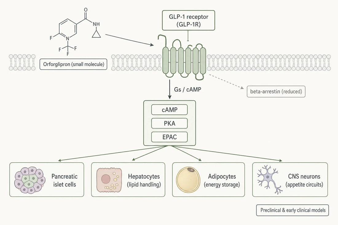 Schematic of the reported orforglipron mechanism: small-molecule GLP-1R engagement biased toward cAMP–PKA–EPAC signaling, with downstream nodes studied across pancreatic, hepatic, adipose, and neural tissues in research models.