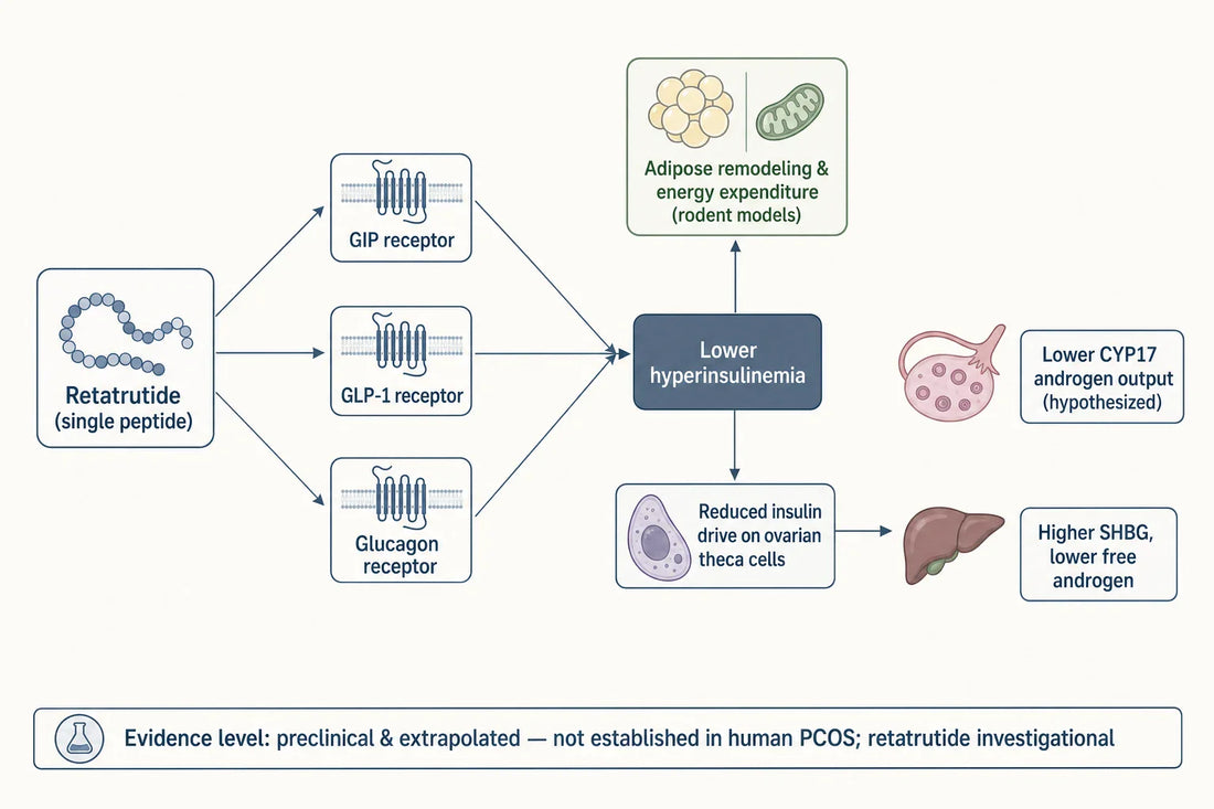 Hypothesized research pathway: retatrutide's GIP/GLP-1/glucagon agonism lowers hyperinsulinemia, which in preclinical models is linked to reduced ovarian androgen output — an extrapolated mechanism, not established in human PCOS.